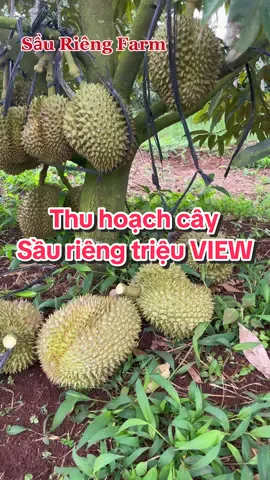 Thu hoạch cây Sầu riêng Triệu VIEW #sầuriêng #xuhuong #durian #viralvideo #ancungtiktok 