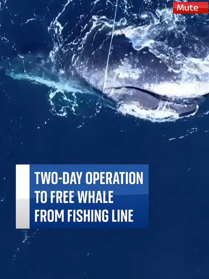 A two-day operation has taken place to free a humpback whale caught in fishing lines in Australia 🐋 The line was wrapped around one of the pectoral fins. It also went through the whale’s mouth, and then around the body. #HumpbackWhale #Whale #Trapped #Fishing #Australia