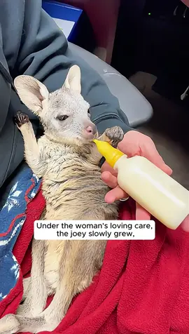She found a kangaroo lying on the road and was surprised to find... #animals #rescue #animalrescue #animalsoftiktok #animallover #animallove #animallovers #fyp #kangaroo #kangaroos #joey #kangaroosoftiktok 
