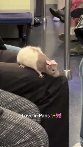 So coquette 🎀🐀 #paris #rat #metro