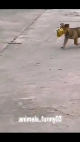 #engracadostiktok #videosengracados #animaisengraçados #animalsfunny #funny #funnyvideos 