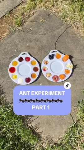 🐜 WHAT ARE YOUR GUESSES?! 🐜 Ant experiment with the kids to kick off summer vacation! • #experiment #learningontiktok #whatdoyouthink #ants #antsvsfood #antexperiment #ant #food #Foodie #FoodTok #condiments #keepingkidsbusy #Summer #nature #insects 