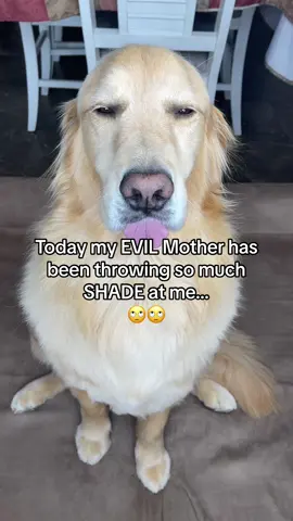 Is today going to be BUDDY and DAD’S LUCKY day?! #sorrymom #funnydog #dogvoiceover #byemom #dogcomedy #funnydogvideos #doglover #dogsoftiktok #storytime #fyp