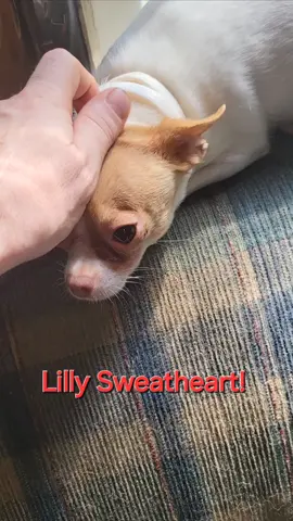 Lilly sweetheart #chihuahuaadventures #ChihuahuaWorld #chihuahuaobsessed #chihuahuacuteness #chihuahuanation #chihuahualove #chihuahuapride #chihuahuaadventures #ChihuahuaWorld #chihuahuaobsessed #chihuahuacuteness #chihuahuanation #chihuahualove #chihuahuapride @Robert Norman @MÄŘÝ ŘÕ§Ë @Stacy James 500 