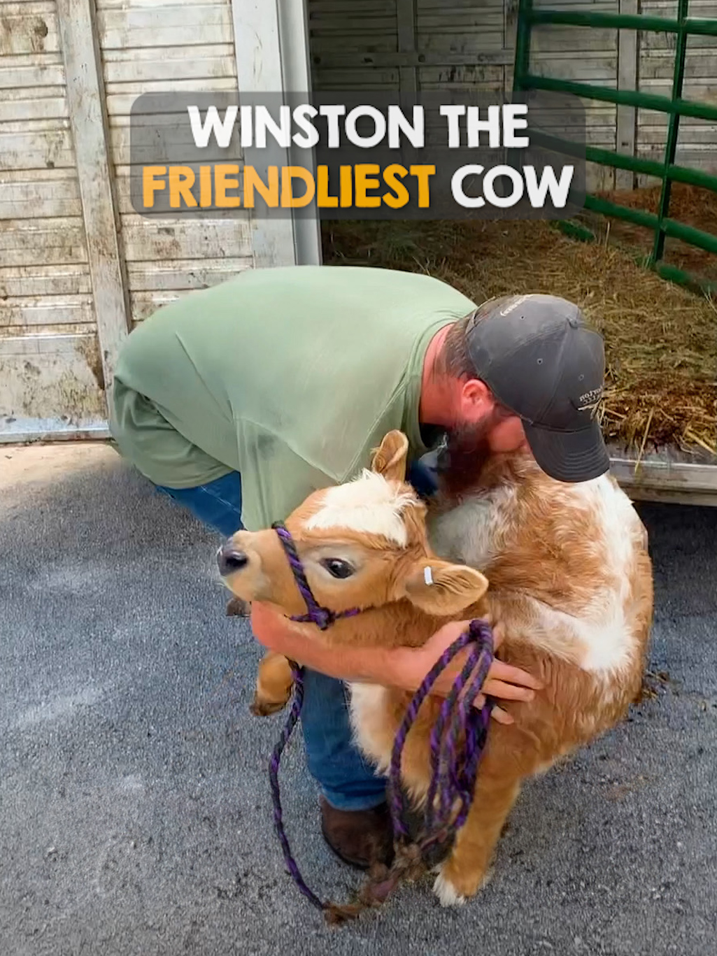 Friendly cow wins the heart of grumpy horse 🥹  #weloveanimals #cow #holycow #cute #cuteanimal #babyanimal #calf #friendlyanimal #farmlife #farm #horse #horses #horsesoftiktok #horsegirl #cowgirl