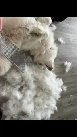 That time of year again, hoover choked 🫠☁️ #dogsoftiktok #samoyed #sheddingseason #shedding #samoyedlife #samoyedsoftiktok #viralvideo #fyp #samoyedsoftiktok #dog #doglove 