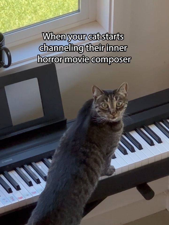 The soundtrack to your nightmares 🐱🎹🎵  #Cats #Keyboard #Spooky #ViralHog