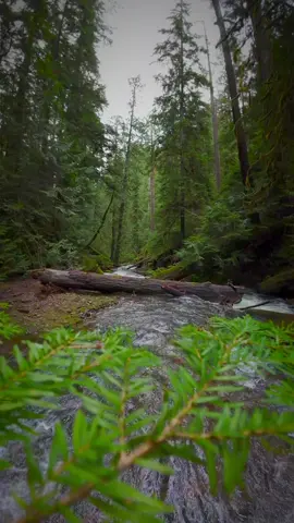 Peering through the lush greenery, discovering a serene creek flowing gently through the forest 😍 #creek #river #forest #slowmotion #godislove #naturesbeauty #oregonexplored #pnwdiscovered 