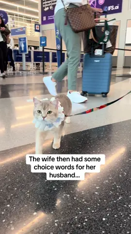 🔈⬆️Not sure who was more bewildered - the man or Louie 😹 #funnycatvideos #cattravel #pettravel #airportlife #cattok #funnyvideos😂 #britishshorthair 
