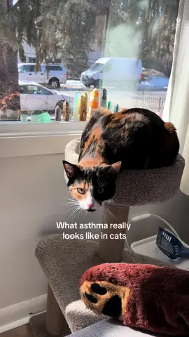 False hairball ⚠️ I thought she couldnt have a hairball for 6 months before I finally got her diagnosed. It’s not always obvious. Definitely get your cat checked out if theyre having false hairball symptons once a week with no hairball #asthma #catasthma #pethealth 