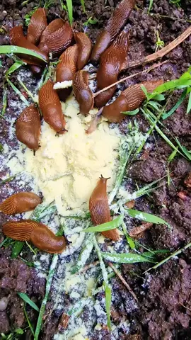 Nur im Notfall verwenden! #garden #schnecken #plant #snail #slugs #garden 