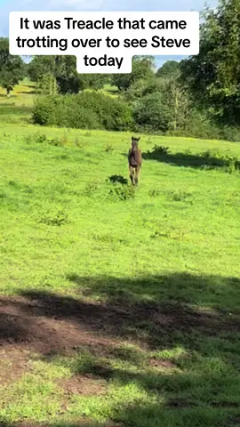 Treacle came trotting over to see Steve today when he was waiting at the gate for her. Its so lovely to see their friendship forming day by day. #steve #bordercolliesoftiktok #bordercollies #collies #foals #horses #dogs #foryou #fyp 