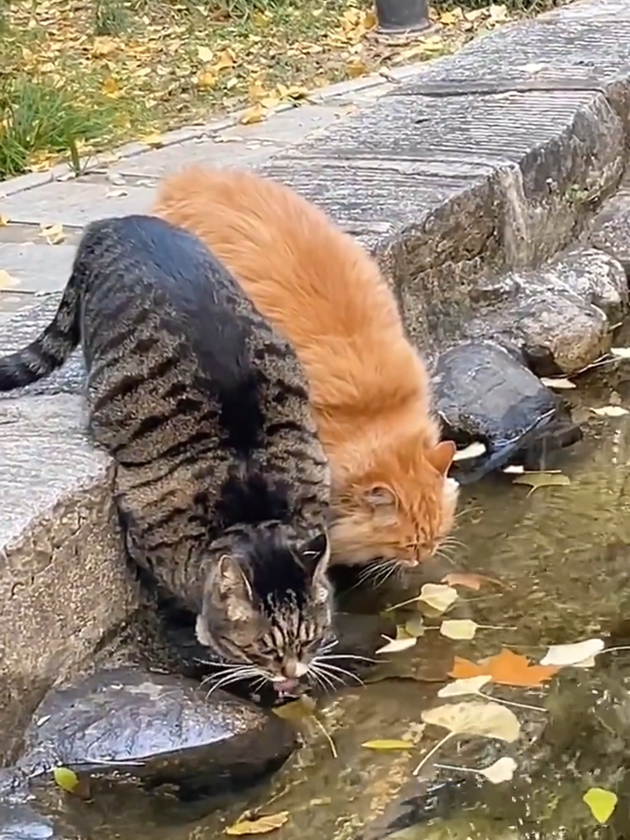 Drinking water together #cat #cats #catsoftiktok #fy #fyp #fypage