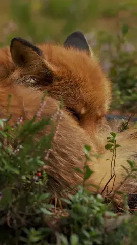 Fox got in the middle of my mosquito video… guess I’ll take what i can get 🦊🦟 #redfox #fox #vulpesvulpes #bjørneparken #norway #norge #nature 