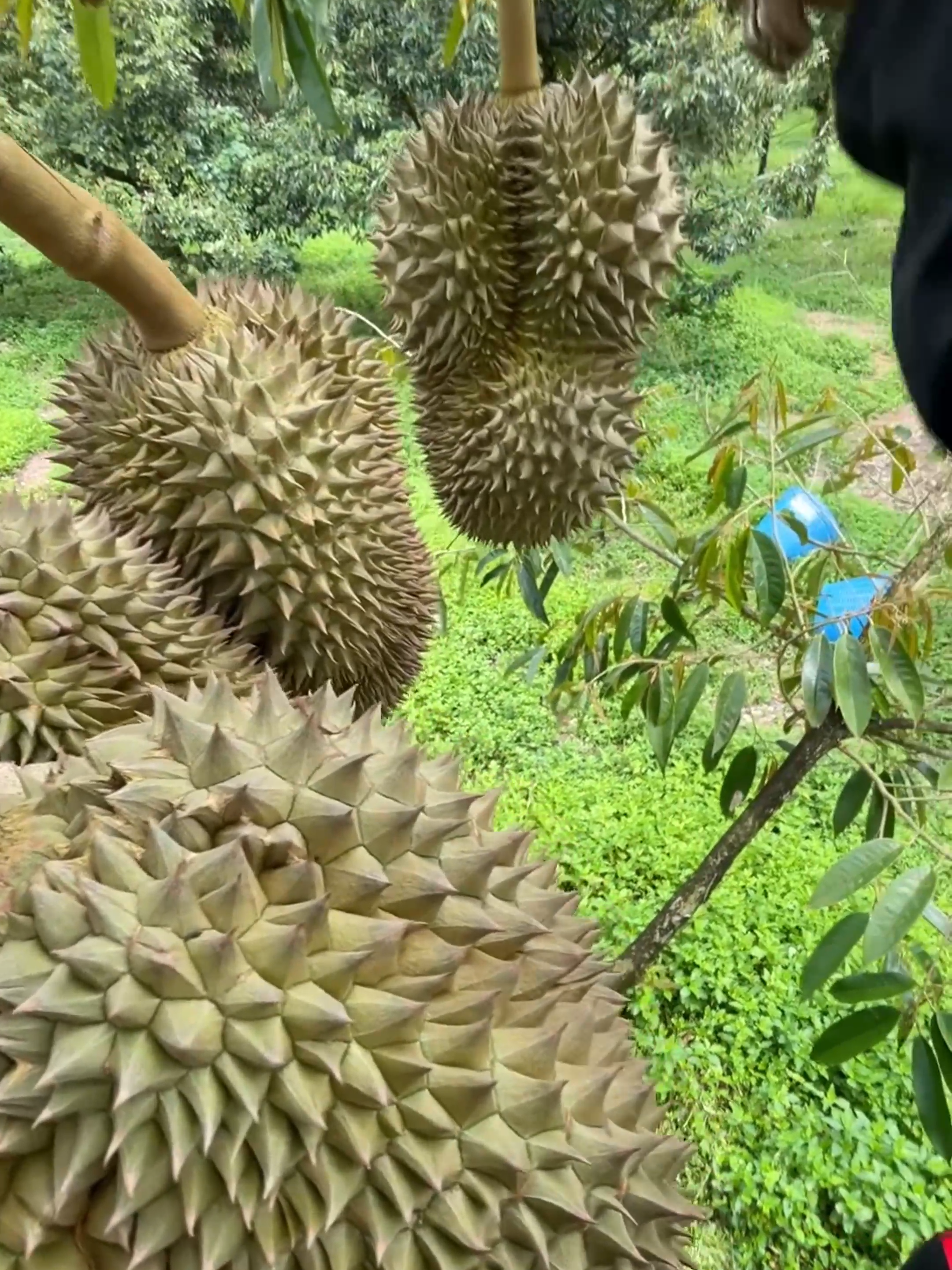 OMG 1 minute 😱 !! #asmr #fruits #fruit