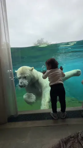 What an experienced. The view is good enough to stop kids watching TV. #polarbearroom #polarbear #belgium #Zoo #hotelroom #kids #toddlerlife #toddler #instatraveling #hotelstyle #hotels #travel #fyp #fypage #travelwithkids #collaboration #amaizingview #roomwithaview #familytravel #holidayswithkids #amaizingview #holidaydestination #holidayseason #belgium #familytrip #zoohotel #zoo 