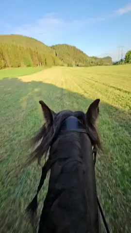 Some galloping on the field tonight😍 love this horse🥰 #horse #horsepeople #sun #workhardplayhard #bestfriend #dolehorse #dressagehorse #carriagehorse #drivinghorse #glinkowskicarriage #idealequestrian #youngster #Summer #fairfaxbridle #equessaddles 