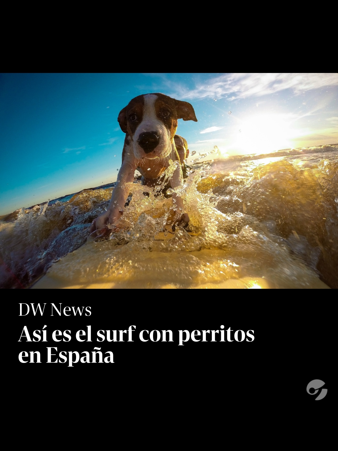 ASÍ ES EL SURF CON PERRITOS EN ESPAÑA | Por DW News Decenas de surfistas cuadrúpedos y sus dueños se dieron cita en una playa de Cantabria, en el norte de España, para participar en el Campeonato Europeo de Surf 2024, con los perros como protagonistas. ¿Lo probarías?