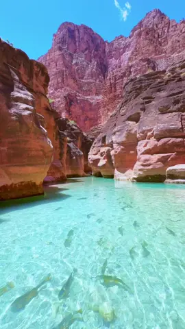 Journey to the bottom of the 📍#GrandCanyon to find this enchanting stream 🌟  These waters remain a cool 70°F year-round, perfect for a refreshing swim 😍  🎥: @michaelmatti #clearwater #usatravel #nature #nationalpark