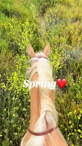Malibu is pure magic, horses are pure magic. Come experience this special place with us @HighHorseMalibu #fyp #horses #trending 