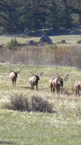 A herd of bull elk in the Rocky Mountain National Park this morning.  . . . #wildlife #colorado #rmnp #rockymountainnationalpark #fyp #foryou #elk #bullelk 