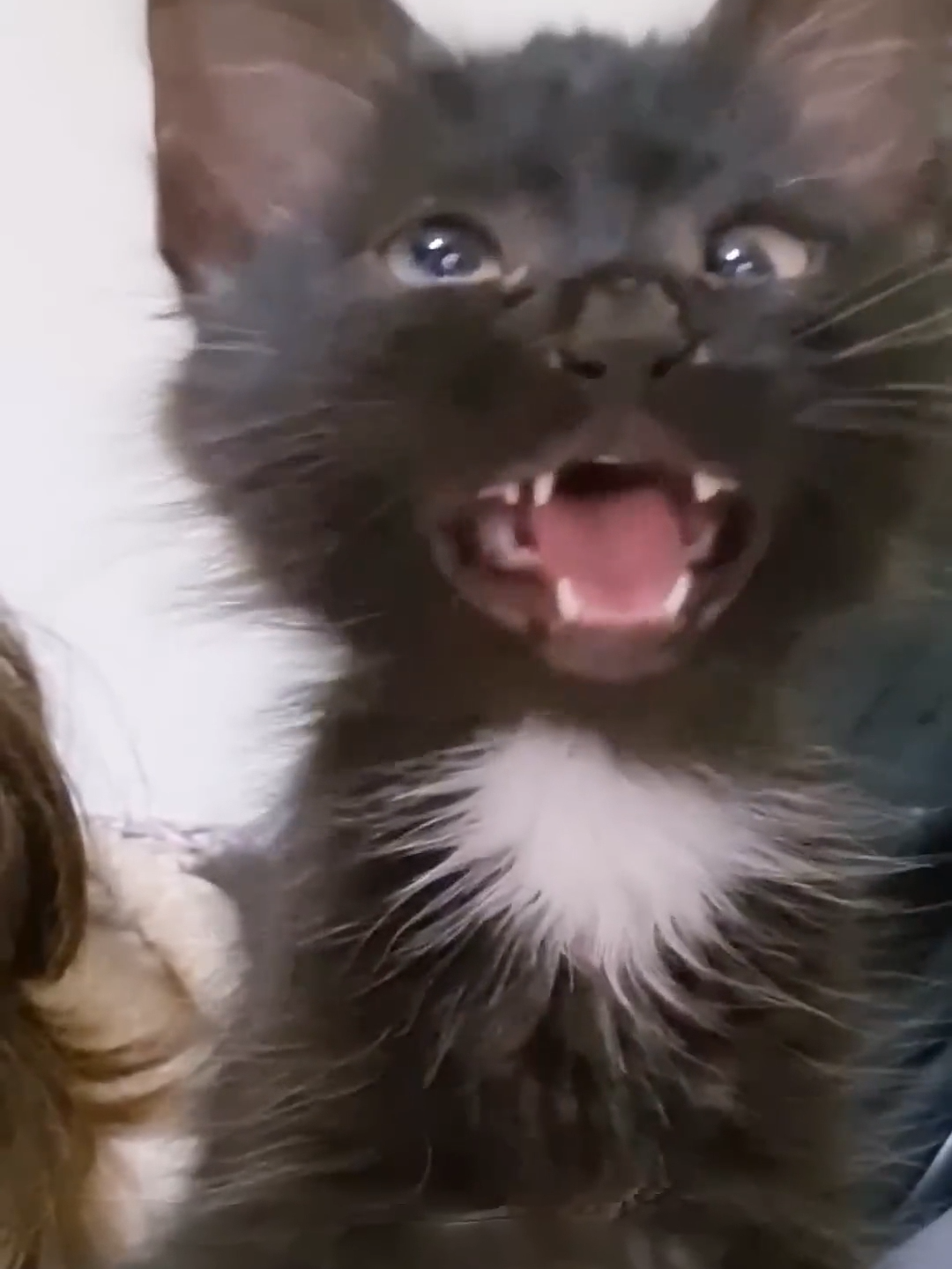Funny Talking parrot Vs Funny Cat #cats #fyp #catsoftiktok #catlover #foryou #cat #viral #cute #love #foryoupage #cats #pets #funny #pet #kitty #catlovers #meow #kitten #cattok #catlife #parrots #parrotslife #caiqueparrot #parrot #parrotshow #cartwheel #fyp #birdlover #parrots #peachfacelovebird #parrots #petsofinstagram #birds #cuteparrots #petbirds #parrotlover #loveparrots #threwmybeakout #petlife #bird