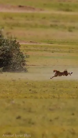 lion 🦁#wildlife #viral #newtrending #foryoupage @Animal Planet 