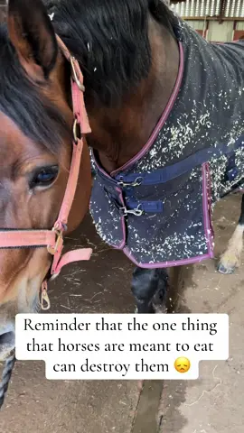 A big scare last night when fleur all of a sudden started to colic from the sudden growth of grass in her field. Thankfully after the vet areived at 10:30 last night she was soon back to her self after some medication. Who knee the one thing our horses are mesnt to eat could eventually kill them 😞 #horses #equine #equestrian #horse 