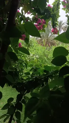 #اكسبلور #متابعه #لايك #تصويري 