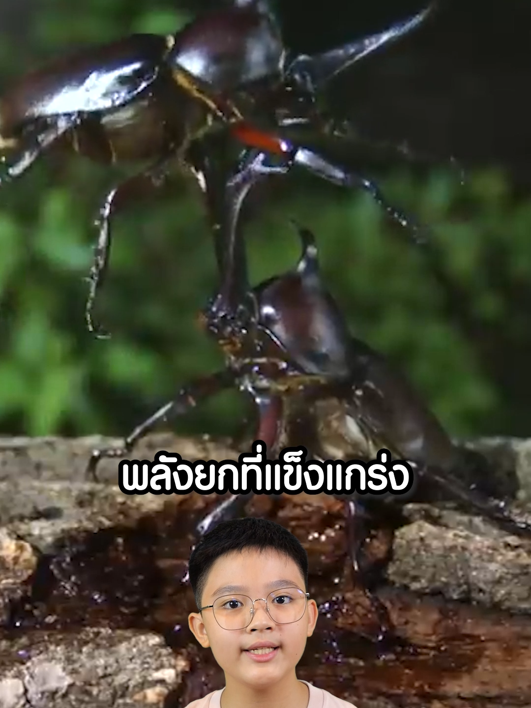 ด้วงกว่าง ไปเอาพลังยกของหนักๆมาจากไหน !? #ด้วง #กว่าง #ด้วงเฮอร์คิวลิส #insect #beetle #fight #ムシキング #甲蟲王者 #Natureเจอนี่ #Nature #Journey #BESTEAM  #BESTEM #STEM #STEAM