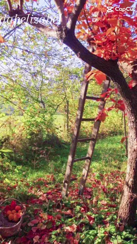 feliz y bendecido día #jardinderosas #hazmeviral #CapCut #tiktok #parati #reflexionesdelavida #paisaje #musica 