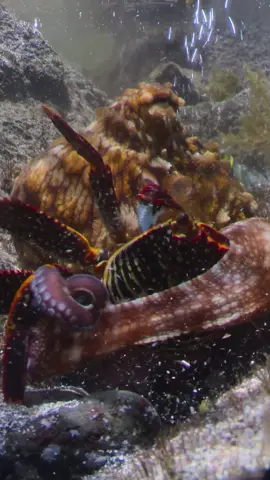 Feeling crabby? This island octopus might just eat you up 🦀 #SecretsOfTheOctopus #ourHOME
