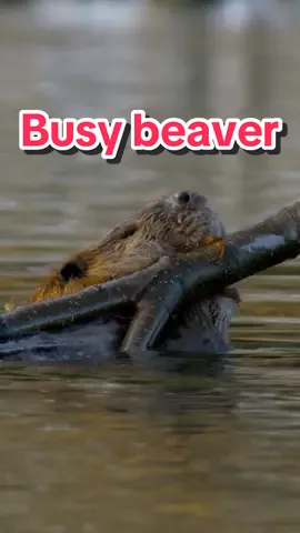 This beaver preps his den for winter. #beaver #den #AnimalFacts #naturedocumentary 