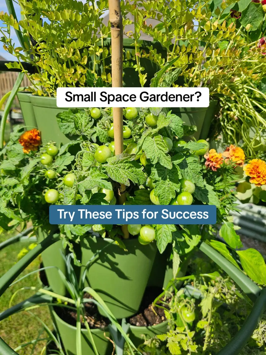 Here's How to grow big even when you have a small space!!  These tips along with having the right tools can truly make your Garden dreams a reality even if you only grow in a small backyard or balcony!  And My secret weapon..... My greenstalks! I have 7 of these gardens and I'm literally getting sooo much food from them! They're amazing!  And as a member of our Garden community you can use the code GARDENTHINGS to get $10 off your purchase of $75 or more! #gardenideas #gardentips #backyardgarden #garden #gardening #gardening101 #gardenproject #greenstalkgarden #smallgarden #smallgardenideas 