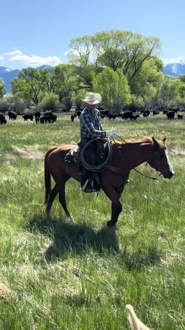 Cowboys are badasses…. 🤠🏔️🙌🏻 #ranchlife #cowboy #western #montana #cowboylife #yellowstone #yellowstonetv #bootbarn #wrangler #prohats #ariatboots #horses #cattle #fyp #cattleranch #foryou 