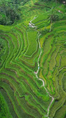 The rice fields are a must visit when you come to Ubud, Bali! #travel #travelling #backpacking #bali #ubud #ricefields #drone #dji 