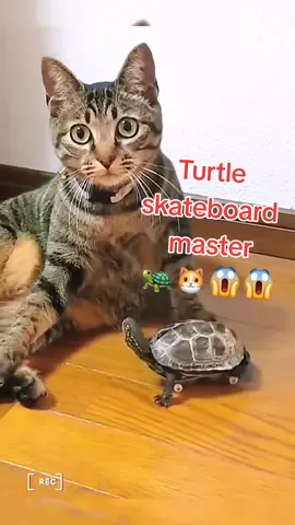 The cat must have thought it was crazy that the turtle was so adept at controlling the skateboard! Oh, my God!🐢🐱😱😱😂😂😂#🐢 #turtle #turtles #turtletok #pet #cute #pets #reptile #reptiles 