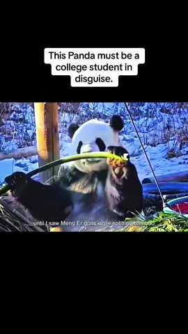 Believe it or not, this Panda must be a college student in disguise. #panda #menger #fubao 