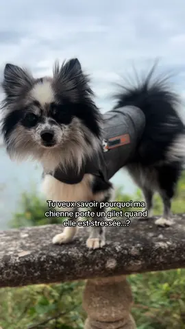 Elle porte un gilet Thundershirt  relaxant et antistress pour chien idéal pour apaiser les chiens lors de situations stressantes ! En cas de stress  (occasionnel ou sur de plus longues périodes) comme une visite chez le vétérinaire, un orage tonitruant, un trajet en voiture ou bien pour l'aider à supporter la solitude, le gilet thundershirt a vocation à rassurer votre animal en lui procurant une sensation d'enveloppement pour aider à apaiser son stress et lui offrir un effet calmant. Le gilet Thundershirt en exerçant des pressions douces constantes et localisées sur le corps de votre chien va lui permettre de se sentir en sécurité et apaisé. Ce gilet utilise l'étreinte douce pour offrir à votre chien un effet calmant spectaculaire ❤️ Tous les chiens ne sont pas forcément réceptifs mais en tout cas, ça fonctionne grandement sur ma Tawa 🥹 #stress #chien #chiens #pourtoi #solution #thundershirt #petitchien 