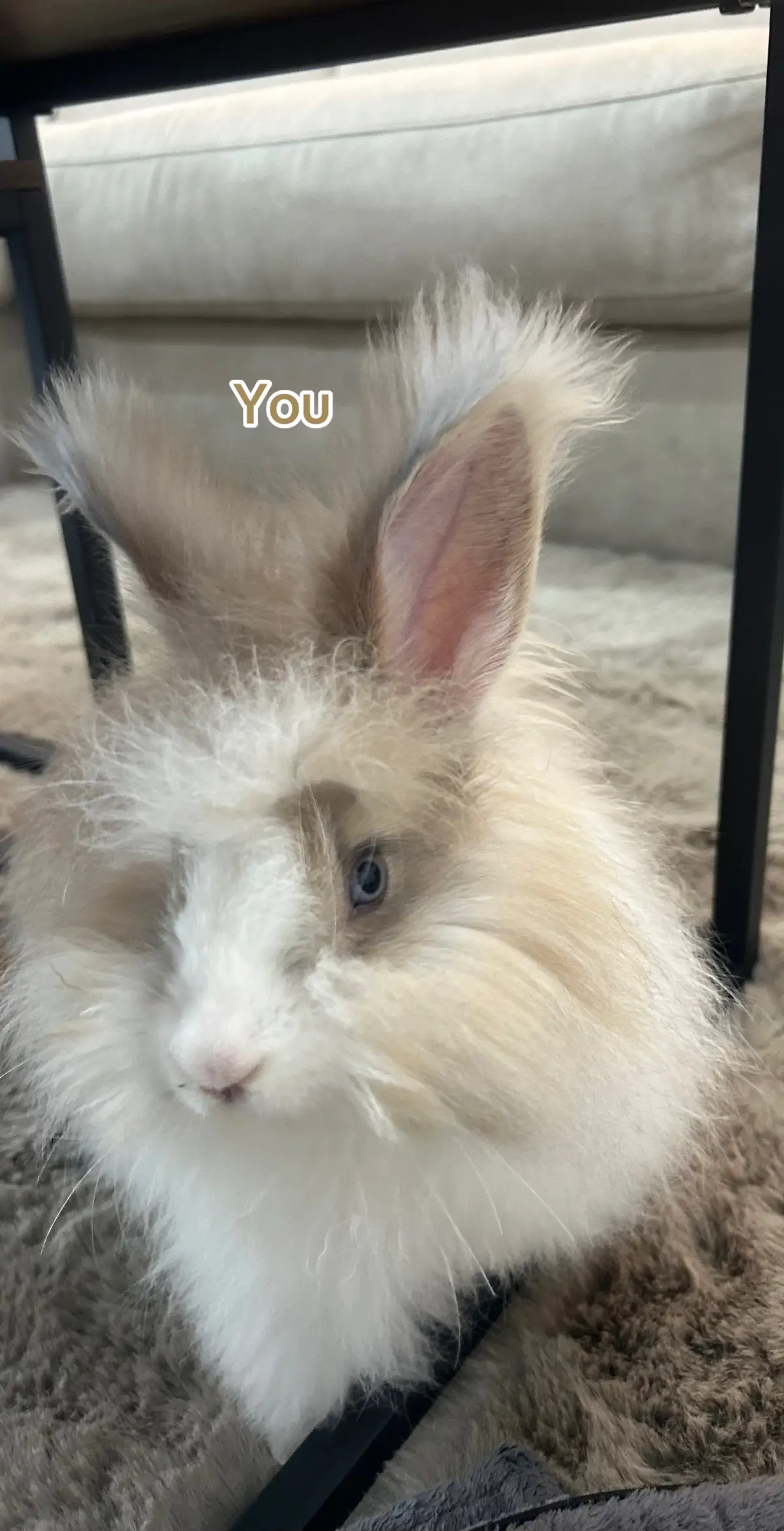 Trop d’amour pour cette boule de poil🤍🌸#lapin #lapinenliberté #angorarabbit #rabbit #markambor 