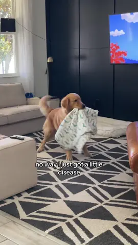 Spay and neuter your pet (my mom made me put that) 🙄 #humor #funny #goldenretriever #spayandneuteryourpets #cutepuppy 