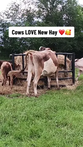 ❤️🐄 This Is What Cows Live For  Watch as our happy cows relish their fresh delivery of hay! 🌾🐄 There's nothing quite like seeing these gentle giants enjoying the simple pleasures of life. Join us in celebrating these beautiful moments and the love we have for our bovine friends.  Don't forget to like, comment, and follow for more heartwarming farm life videos! ❤️🐄 #cows #farmlife #hayday #happycows #trending #viral #largefamilyhomestead #tiktok 