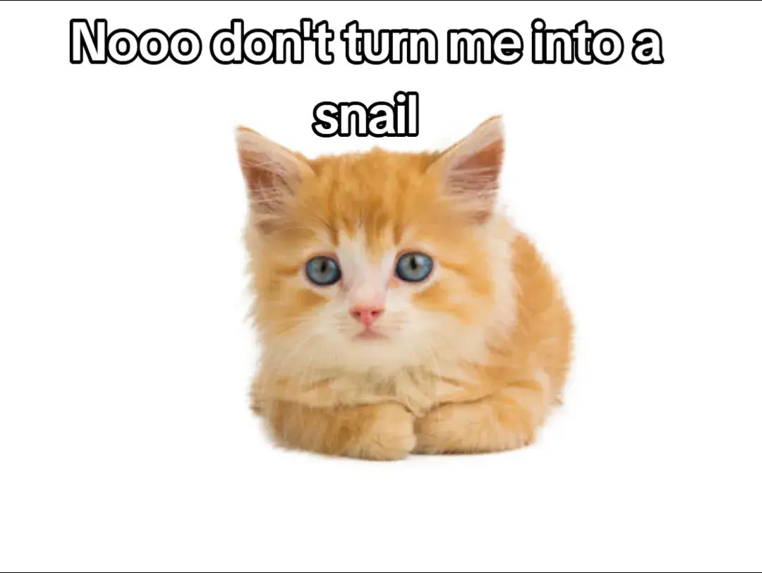 #foryou #foru #fypage #tiktokviral #viral #repost #floptok #meme #memetok #snail #kitten #nooodontturnmeintoahat #animaltok #funtok #joke #kittentok #cattok #cats 