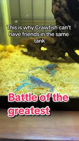 Here’s why crawfish shouldnt have tank “friends” . This video is to educate on Crawfish since not many know how acrawfish behave. #babyanimal #babycrawfish #babylobster #territorial #educational #animalplanet 