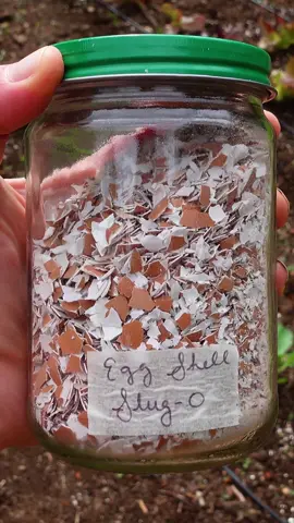 Lets turn eggshells into an all-natural slug and snail repellent!   #eggshells #gardening #gardentips #slugs #snails #allnatural #organicgardening #DIY #easy #affordable #workwithwhatyouhave 