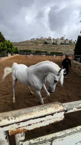 #اللهم_صلي_على_نبينا_محمد  #خيل_وخياله🐎 #خيل_عربي_اصيل #horsesoftiktok #fypシ゚viral #foryoupage #viralvideo #horses #horse #viralvideo #foryou 