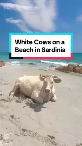 Spring at Berchida Beach 🐮 The annual migration of white cows adds to the natural allure of Sardinia's pristine coastline. Discover Berchida Beach, Sardinia during the spring transhumance, a twice-a-year tradition where white cows migrate across the fine sands. This unique spectacle creates a picturesque scene that combines the natural beauty of the beach with the timeless tradition of Sardinian herding. The sight of white cows wading through the turquoise waters and grazing on the lush green meadows behind the beach is a truly unforgettable experience. It's a reminder of the deep connection between the Sardinian people and their land. Share this with the animal lover in your life 🥰 🎥 @Giusi Casada  📍 Berchida Beach, Sardinia, Italy #italytok #berchidabeach #cowsoftiktok #sardinia #beachday #springtime 