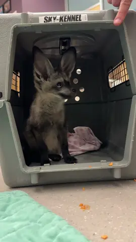 Kal the baby bat-eared fox is working on crate training. He’s soooo smart! #fox #animals #zookeeper 