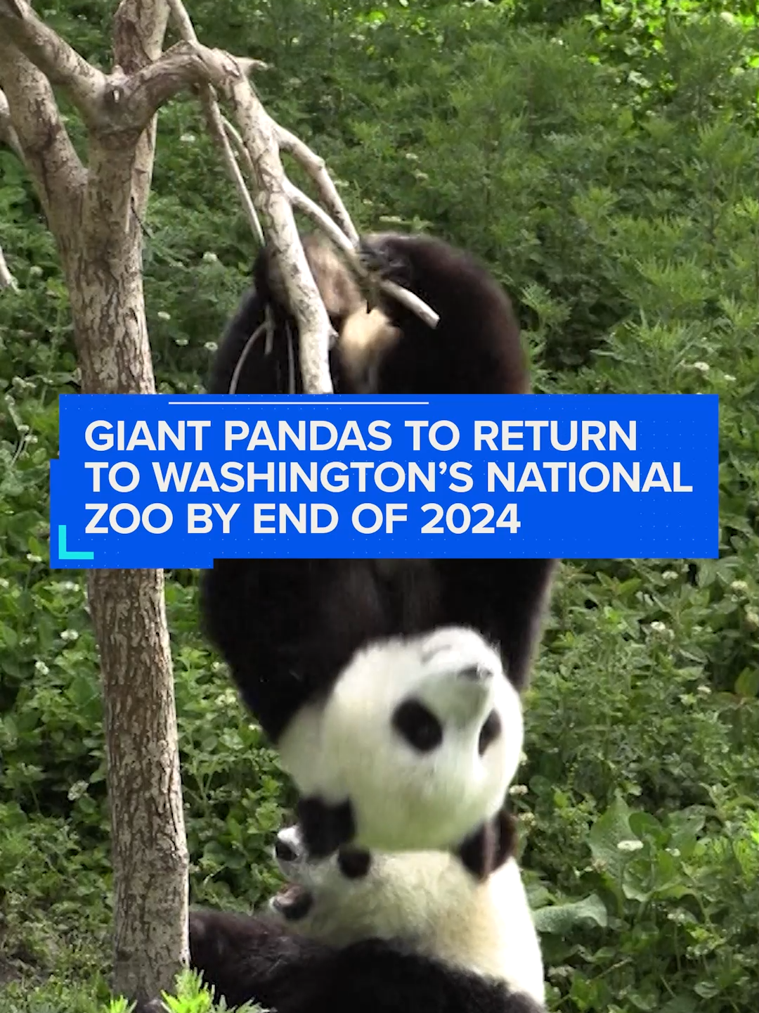 Two giant #pandas are set to arrive at Washington’s National Zoo from #China by the end of the year, about six months after the zoo sent its three pandas back to China amid diplomatic tensions.