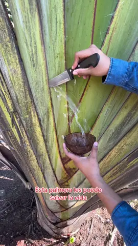 Esta palmera les puede salvar la vida #palmeradelviajero #palmera #lespuedesalvarlavida #arboles #plantasmedicinales #tips #sobrevivencia 